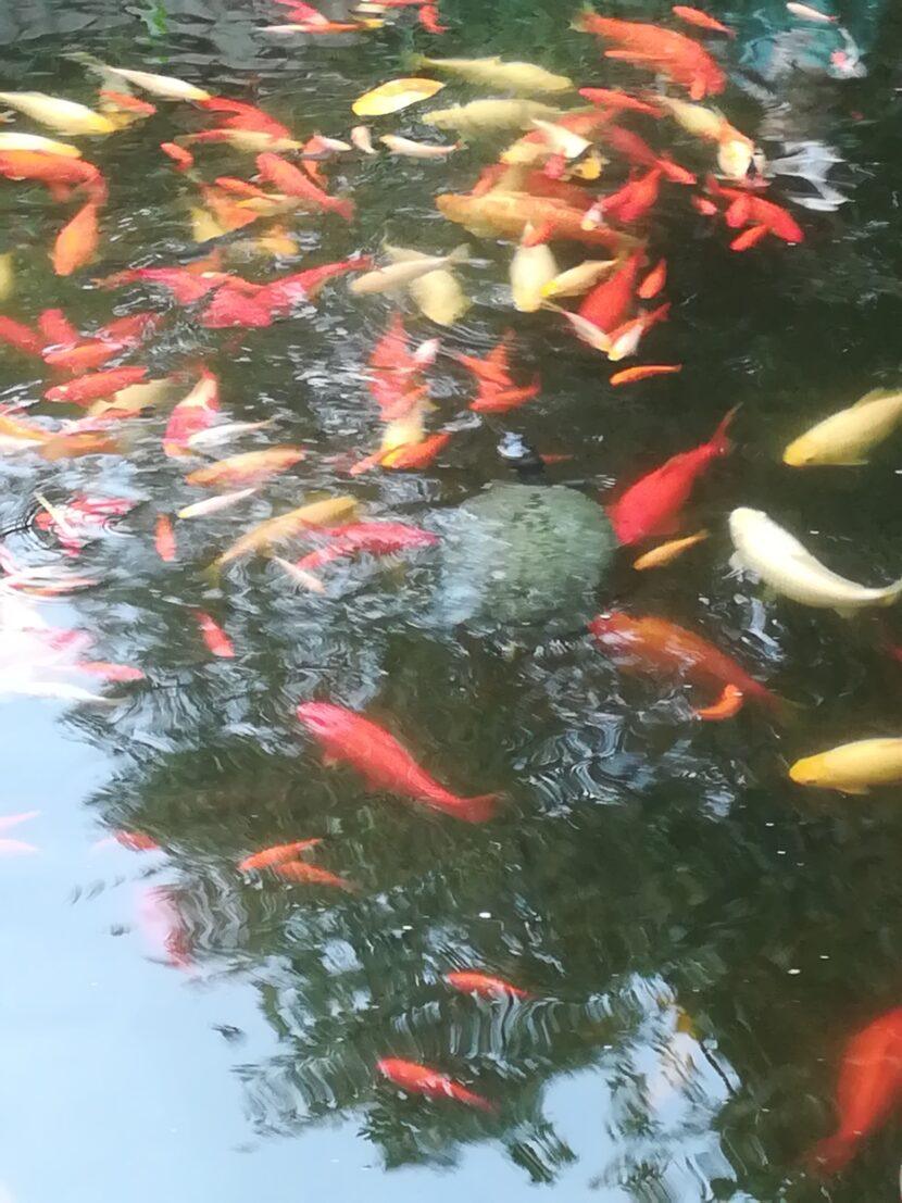 Wie mache ich meinen Gartenteich Winterfest?
