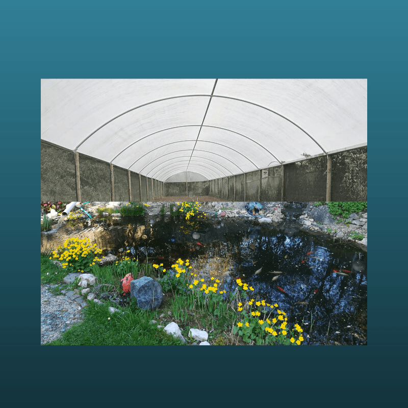 Wie mache ich meinen Gartenteich Winterfest?