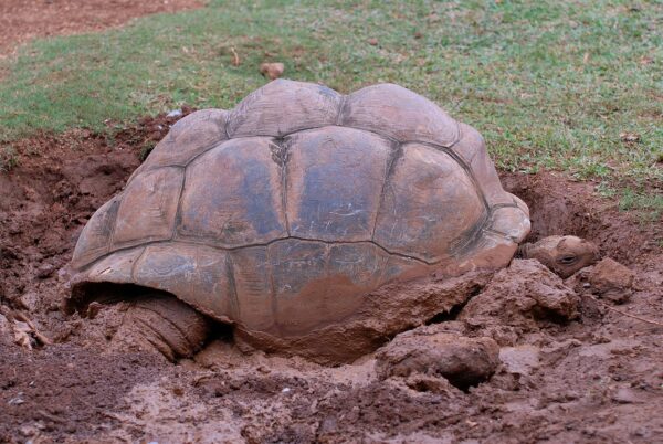 animal, turtle, reptile