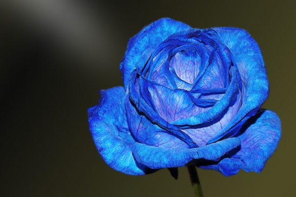 blau rose