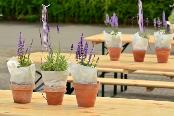 Wie Man Mehr Lavendel Macht Indem Man Weniger Macht Alles Rund