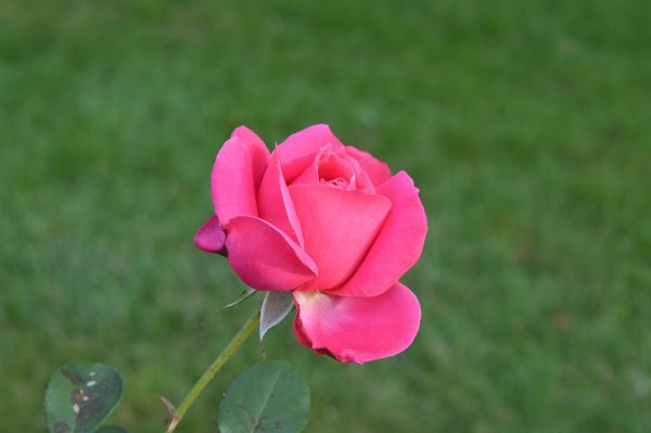 pinkfarbige rose